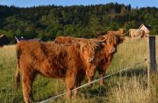 Highland Cattle